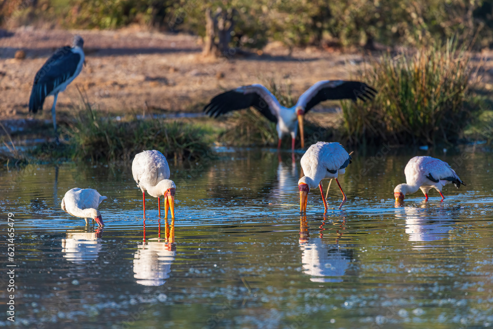 Yellowbilled Storks with reflection at a waterhole