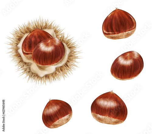 Konstfotografi Set of chestnuts and chestnuts prickle painted by digital watercolor