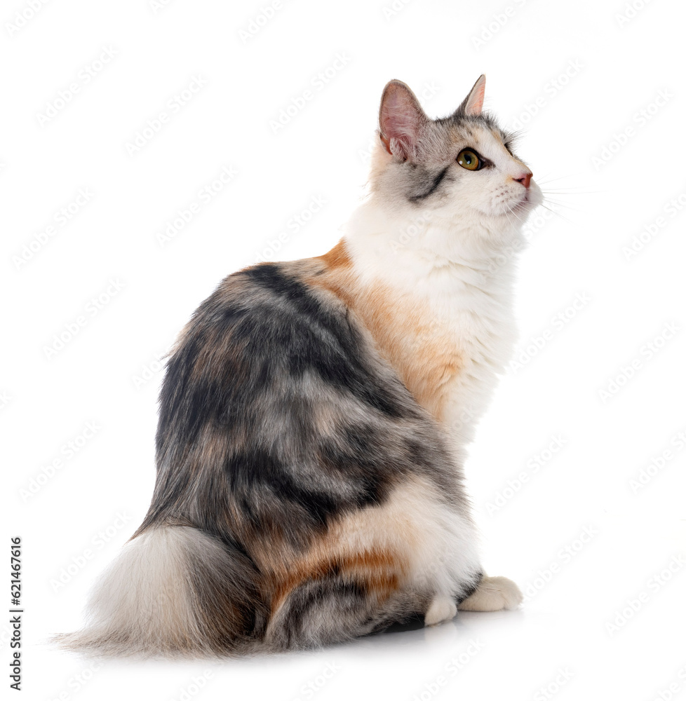 Obraz premium Kurilian Bobtail in studio