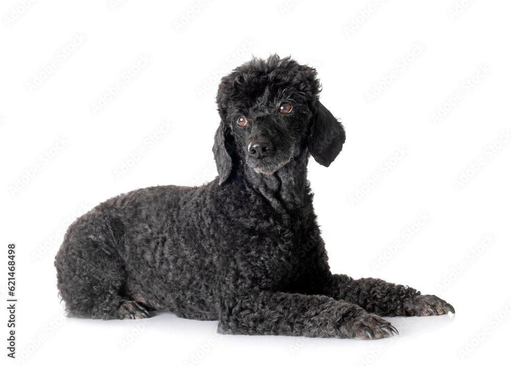 poodle in studio poodle in studio