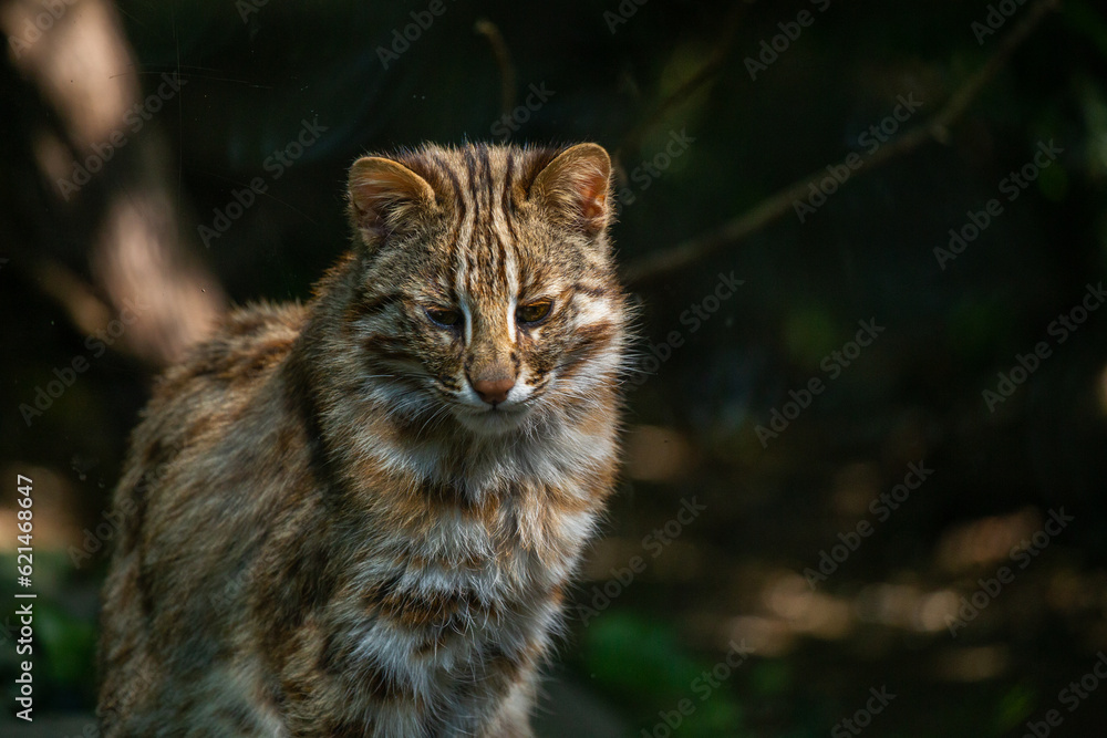 An Amur leopard in a wildlife park An Amur leopard in a wildlife park