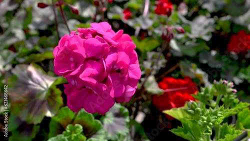 Wallpaper Mural Red geranium flower on green leaves background 4K Torontodigital.ca