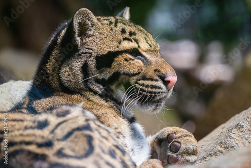 A young clouded leopard in a wildlife park © valentidaze
