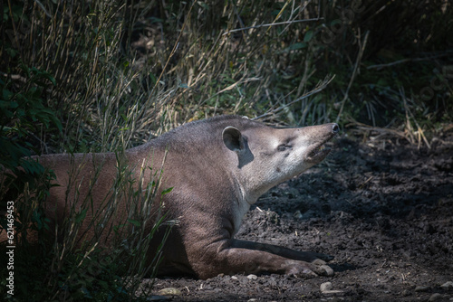 Fototapeta Naklejka Na Ścianę i Meble -  A tapir in a wildlife park