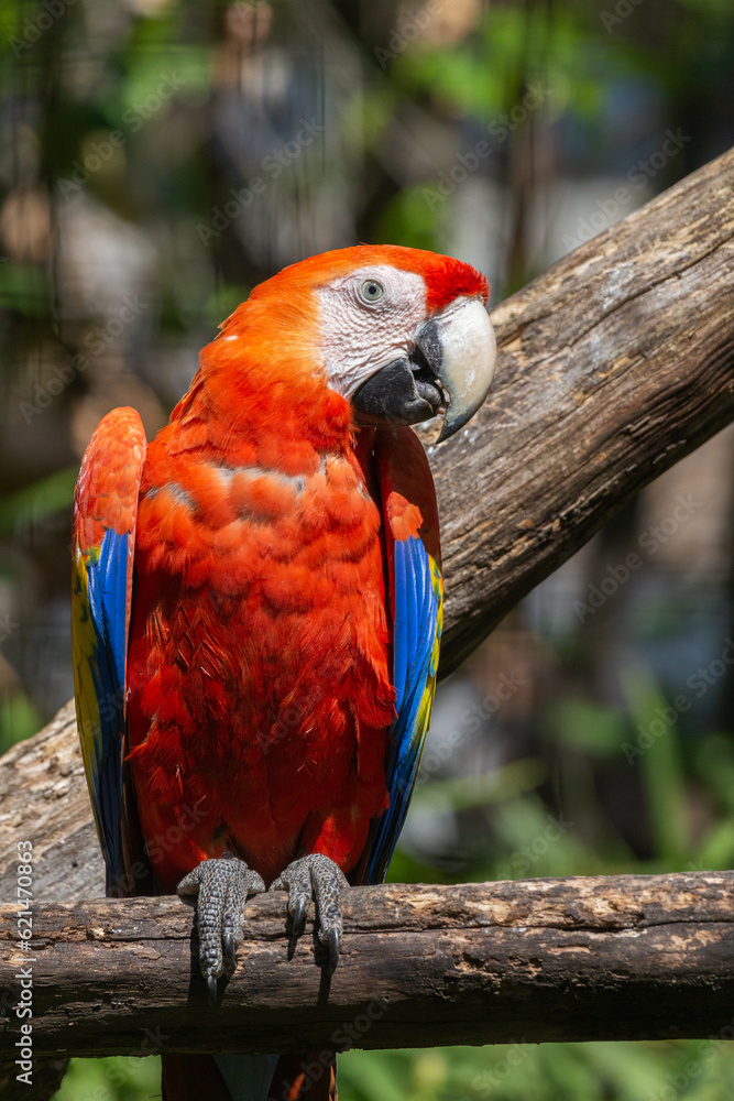 Fototapeta premium a red scarlet macaw parrot captured in captivity