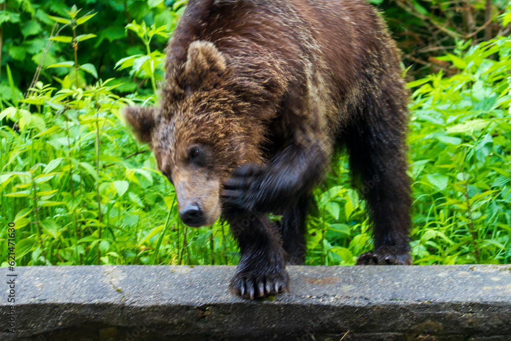 Obraz premium Bear in Romania