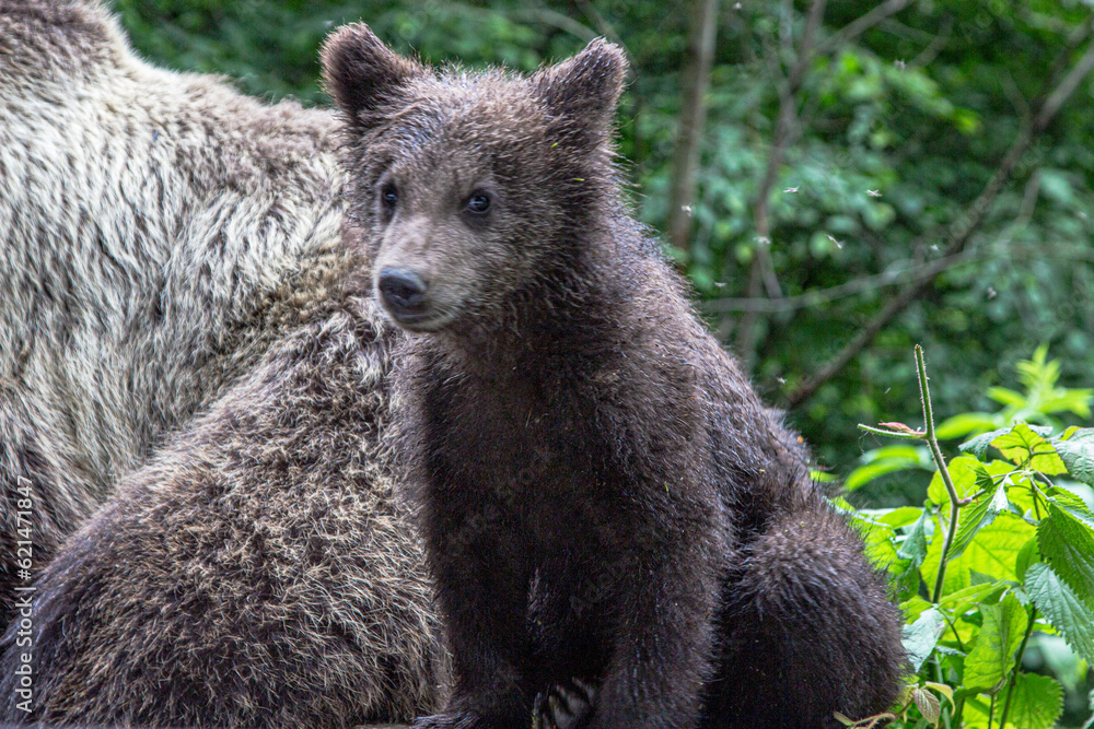 Fototapeta premium Bear with cub on the Transfagarasan in Romania