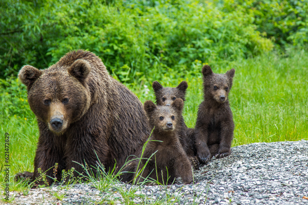 She-bear with 3 cubs at Trasfagarasan, Romania