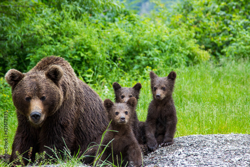 Bear with cub on the Transfagarasan in Romania