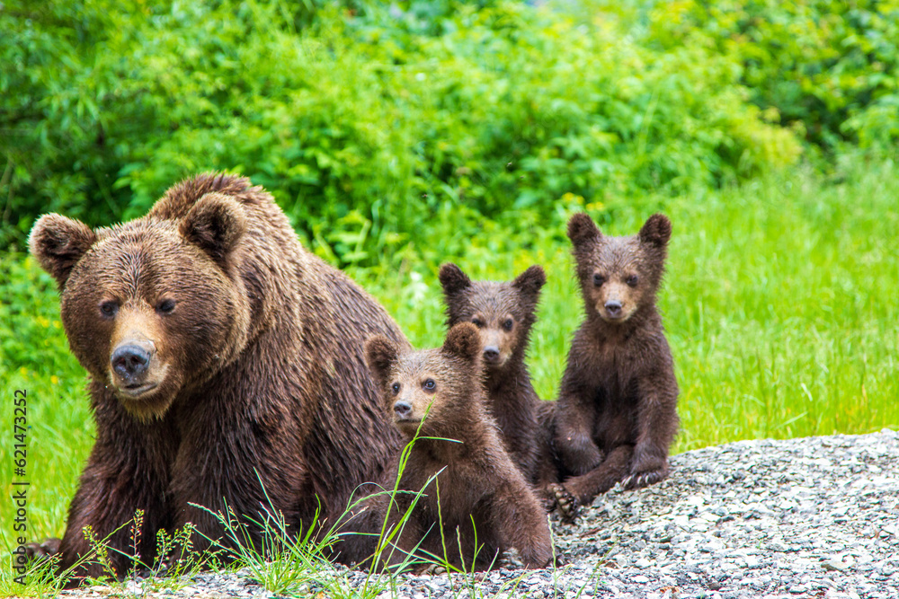Young bears on the Transfagarasan road in Romania Young bears on the Transfagarasan road in Romania