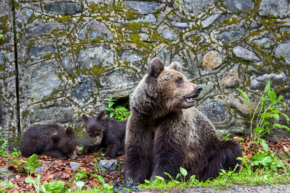 Bear with cub on the Transfagarasan in Romania Bear with cub on the Transfagarasan in Romania