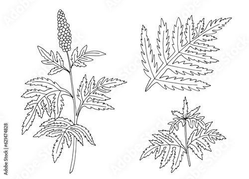 Ragweed plant graphic black white isolated sketch illustration vector