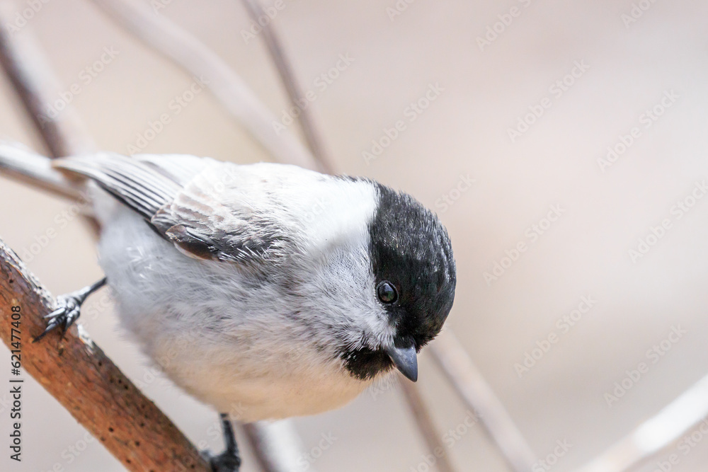 Naklejka premium 北海道洞爺湖町、森の中で木枝にとまるコガラ【4月】