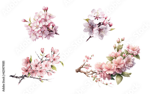 Set of cherry blossom flowers isolated on white background. watercolor illustration
