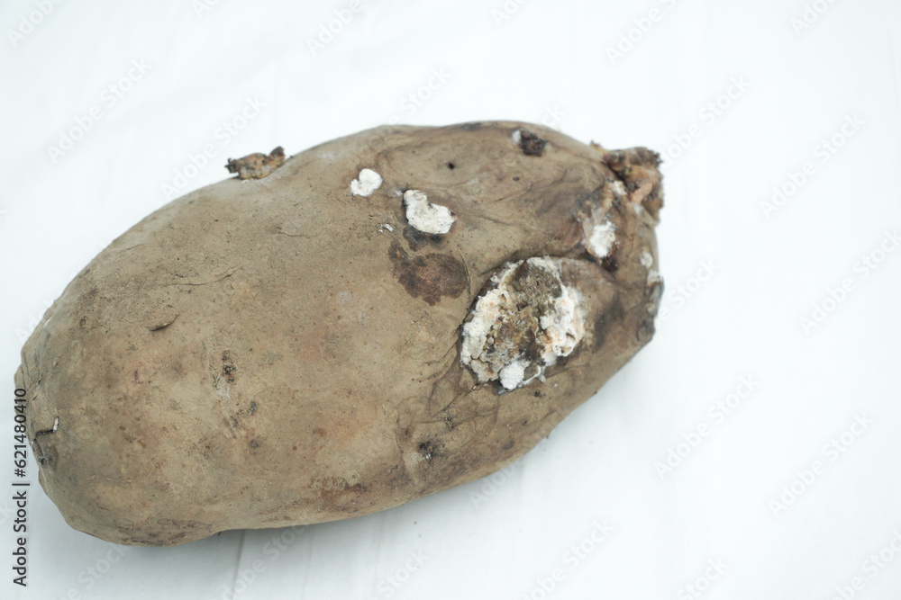 Rotten potato with copy space, isolated on white