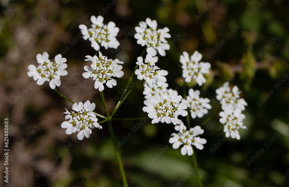 Iberis saxatilis is a Brassicaceae with white flowers Iberis saxatilis is a Brassicaceae with white flowers