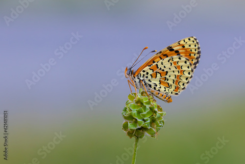 red butterfly on green plant, Persian Fritillary, Melitaea persea