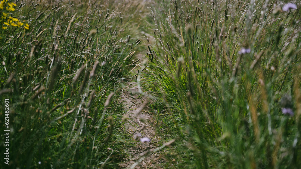 grass in the grass, a narrow path with grass