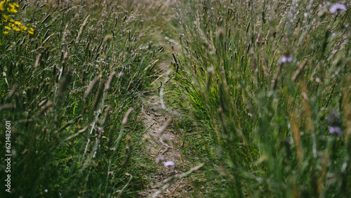 grass in the grass  a narrow path with grass