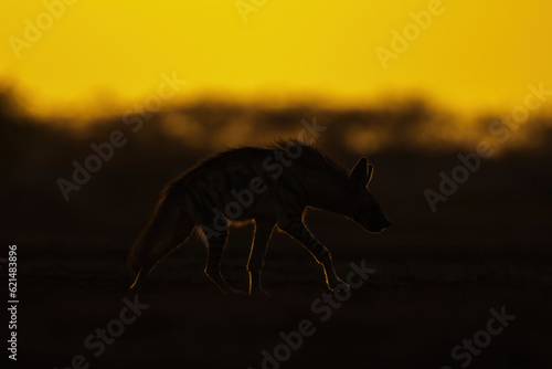 Striped Hyena In Golden Hour