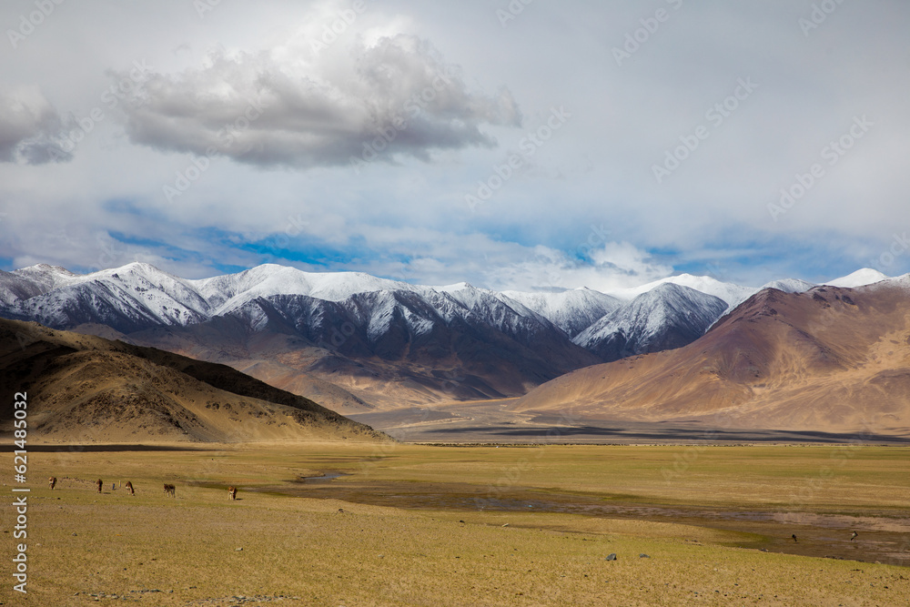 Himalayan landscape with wild horse