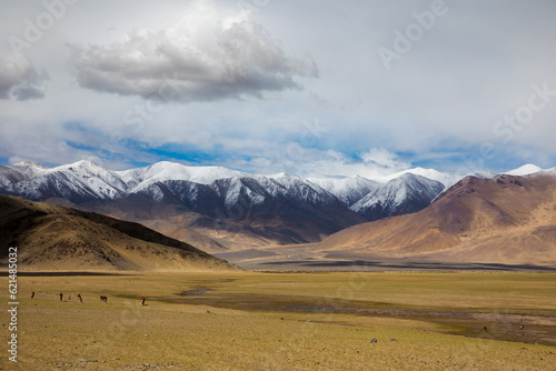 Himalayan landscape with wild horse