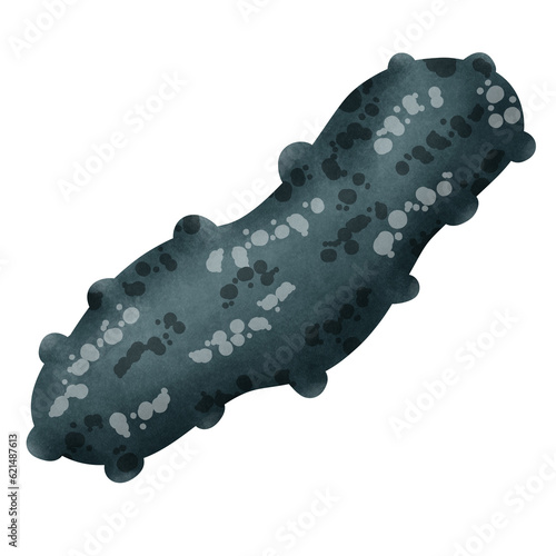 Illustration of sea cucumber icon