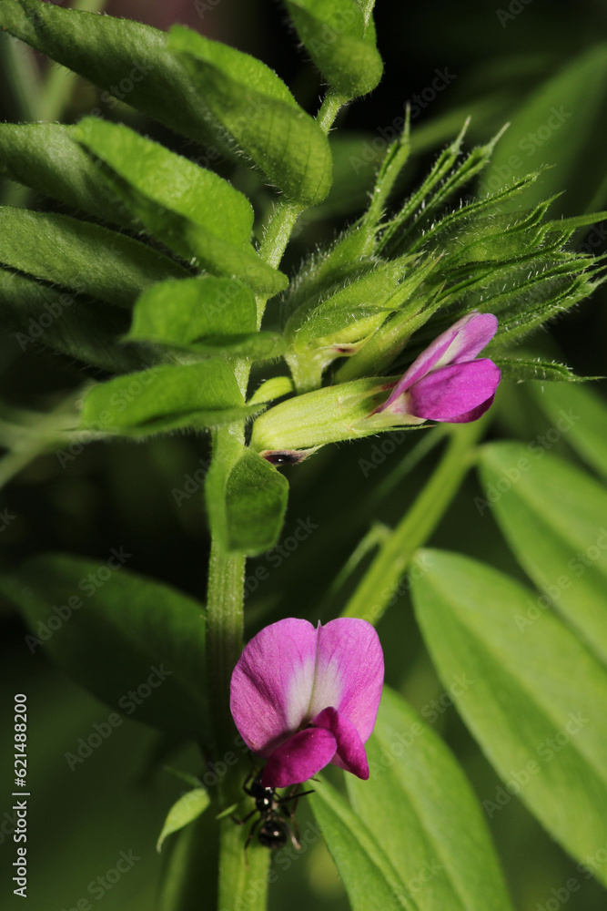 canavalia rosea pink flower macro canavalia rosea pink flower macro