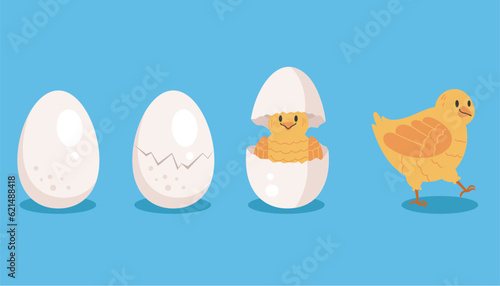 Chicken bird life process stage circle concept. Vector graphic design illustration
