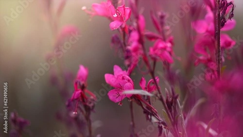 Gaura red flowers blooming in a garden, spring gaur lindheimeri or whirling butterflies in the morning sun, macro, romantic country cottage garden, closeup. Pink Flowers on flower bed, slow motion  photo