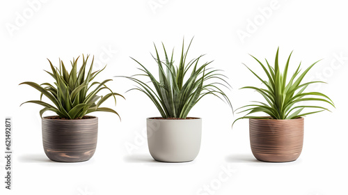 Collection of minimal plants on pot or vase, isolated on white background.