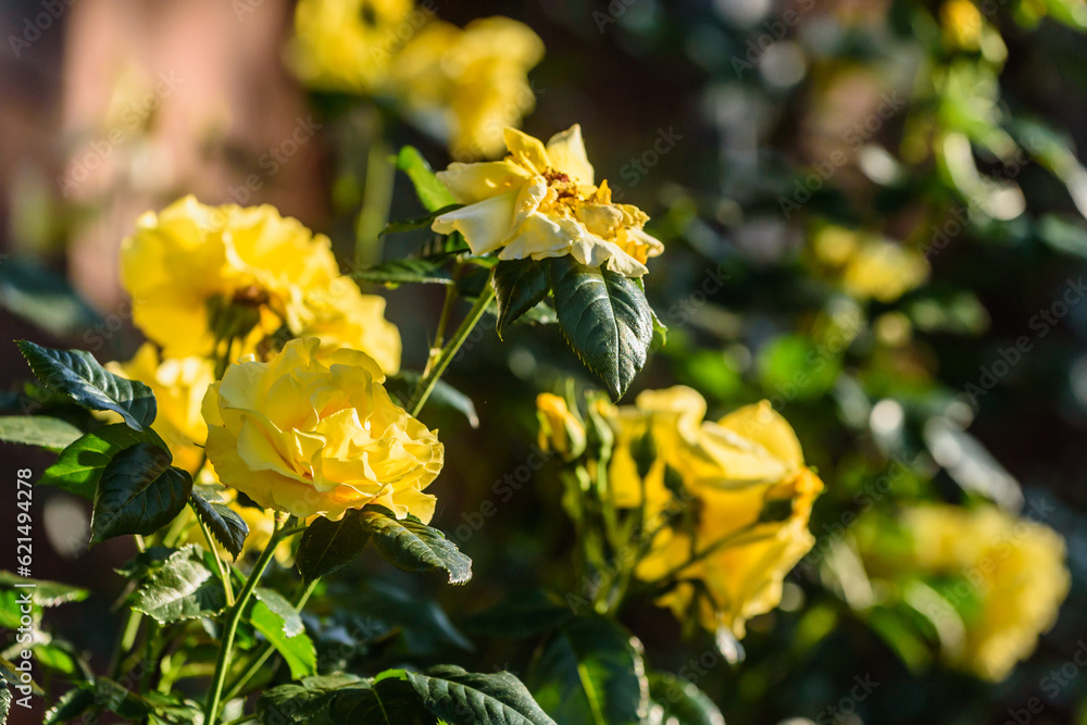 Blühende Rosen, gelb Blühende Rosen, gelb