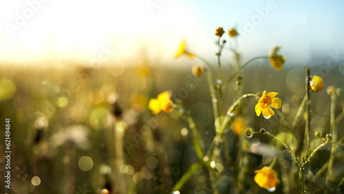 Morning summer or spring. Beautiful wildflowers with dew drops at sunrise, light blur, selective focus. Shallow depth of field.
