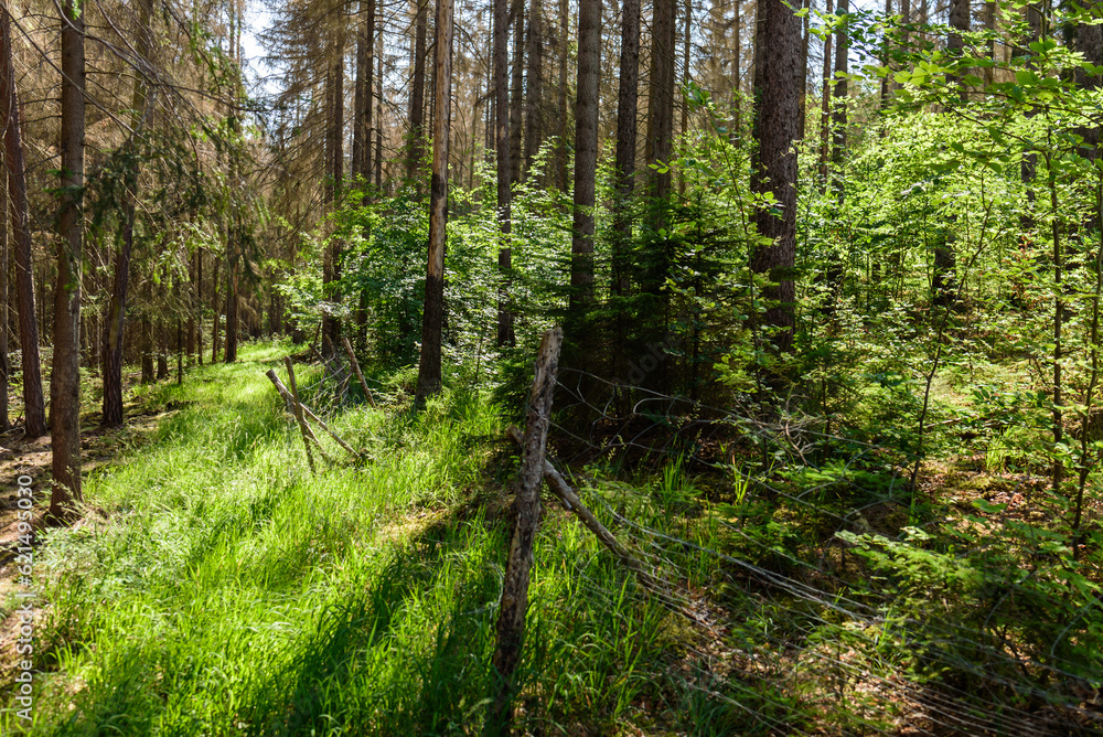 Aufforstung bei Borkenkäfer befallenen Wald Aufforstung bei Borkenkäfer befallenen Wald