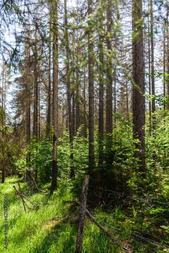 Aufforstung  bei Borkenk  fer befallenen Wald 