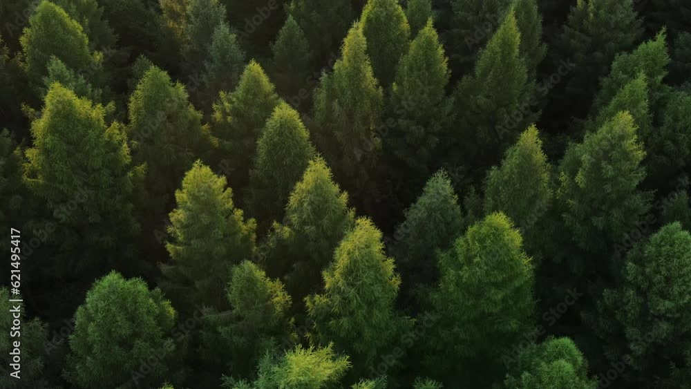 Amazing and grand green forest scenery at sunset of motion journey copter. Big wood pines and firs in great wild nature. Aerial view of forest landscape in summertime day. Concept wildlife and nature