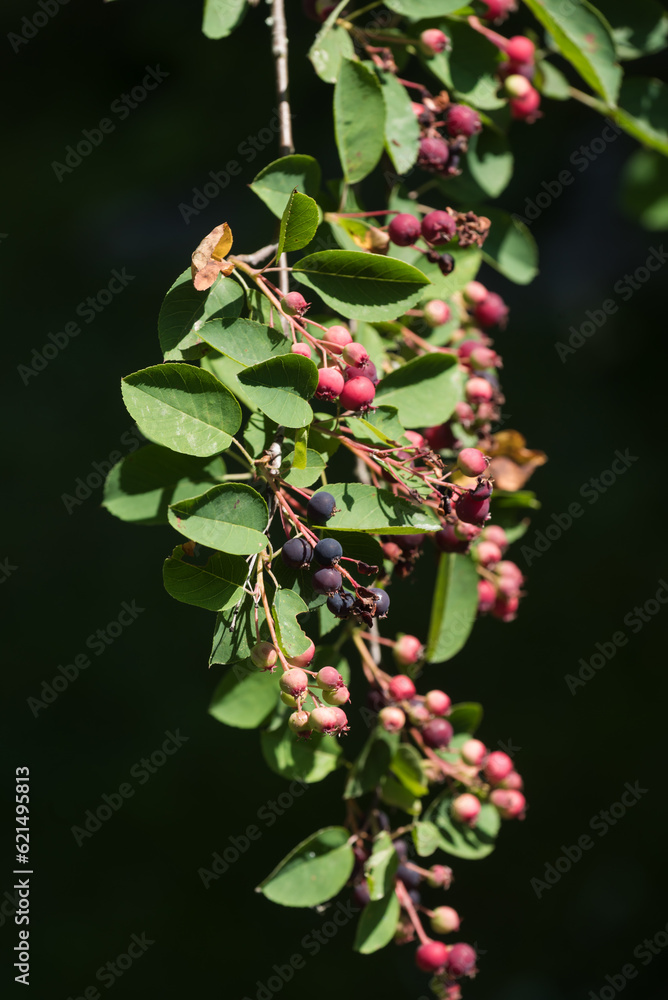 Faulbaum mit Beeren schwarz und rot