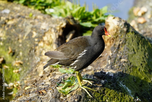 The common moorhen (Gallinula chloropus), also known as the waterhen or swamp chicken, is a bird species in the rail family (Rallidae). Hanover, Germany.