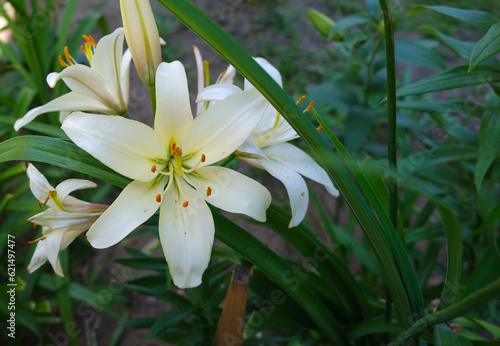 three white lily flowers in the garden