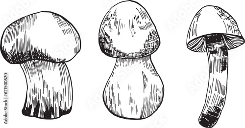 Mushrooms vector graphics. Mushrooms line art illustration. Graphic mushrooms for invitations. Mushrooms highlighted on a white background