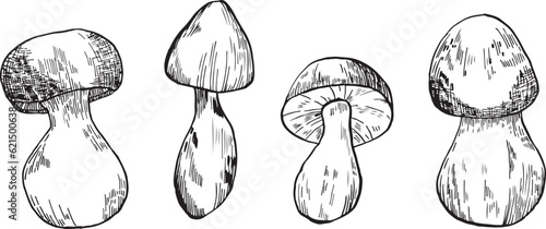 Mushrooms vector graphics. Mushrooms line art illustration. Graphic mushrooms for invitations. Mushrooms highlighted on a white background