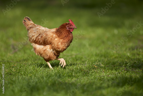 Chicken on grass in garden