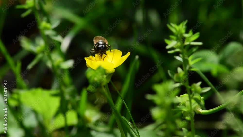 a fly takes pollen from a yellow flower in the green forest 2 a fly takes pollen from a yellow flower in the green forest 2