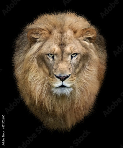 ライオンの顔 © toshihiro emi