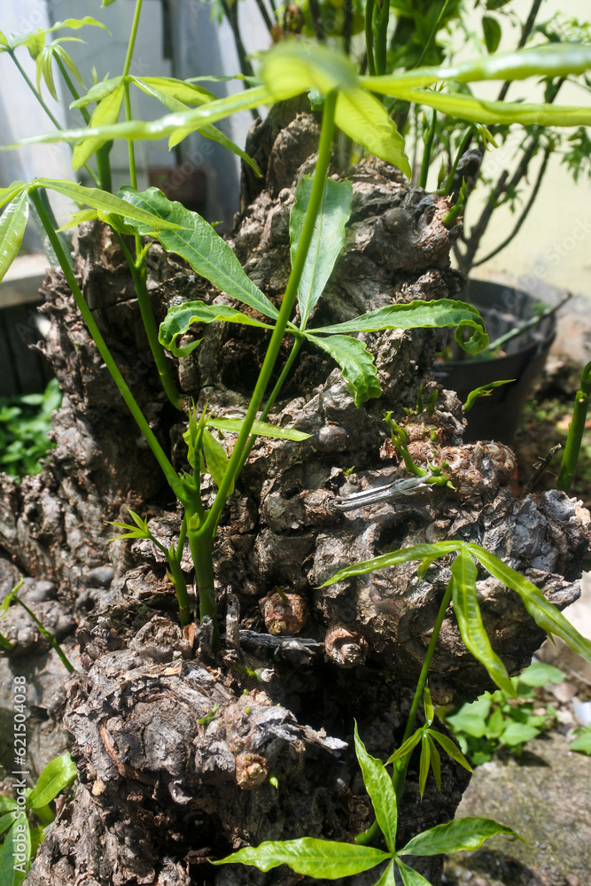 Obraz premium tree buds that grow from large dead tree trunks