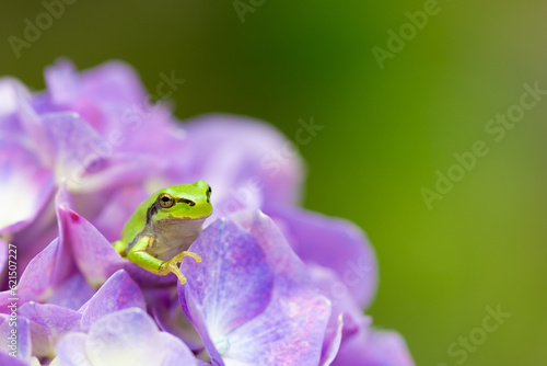 green frog on a hydrangea