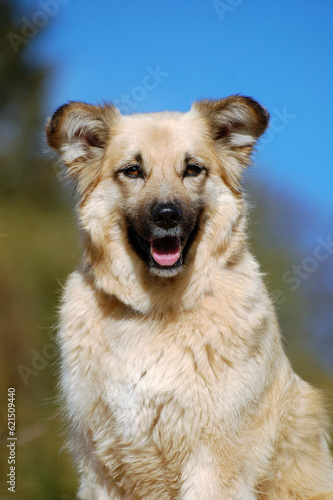 Harzer Fuchs Hund Portrait
