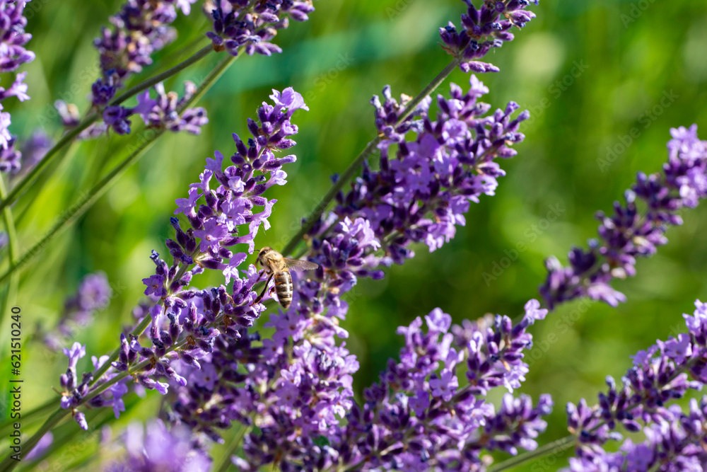 Obraz premium lavender flowers in the garden