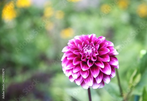 Close up pink dahlia flower in garden