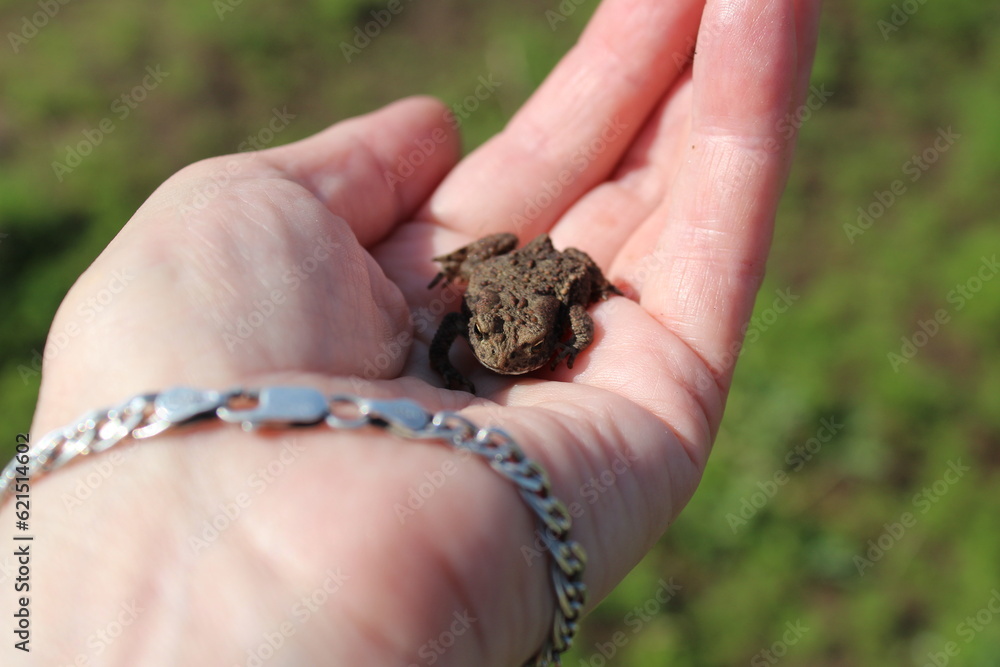 frog in hand frog in hand